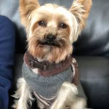 Grooming is naturally stressful, but an experienced groomer knows how to handle such crazy situations. Best Dog Groomers Near Me July 2021 Find Nearby Dog Groomers Reviews Yelp