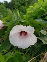 Image result for Hibiscus mechowii