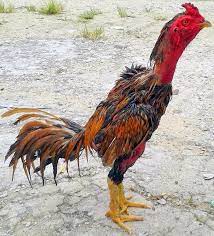 Ayam pama ninja adalah sebutan dari king pama rajanya ayam pama yang berasal dari tailand yang sudah memiliki gelar yang tinggi sehingga terkenal sampai ke indonesia. 100 Gambar Ayam Aduan Pama Gambar Pixabay