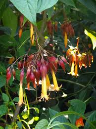 Image result for Fuchsia splendens