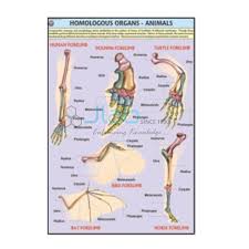 Homologous Organs Animals Chart