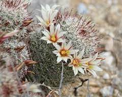 Registrar todas las especies de cactus y suculentas adaptadas al clima de la ciudad de mexicali, con la fin. Baja California Mx Inaturalist