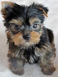 We strive at karen's yorkies to raise. Yorkie Puppy For Sale Heavenly Puppies