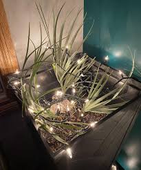 Image result for Nannorrhops ritchieana