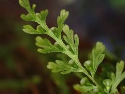 Image result for Abrodictyum