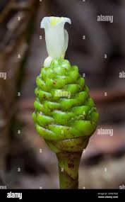 Image result for Costus dubius