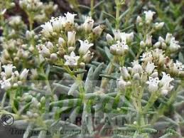Image result for Crassula alba