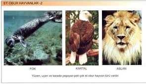 Et Obur Hayvanlar