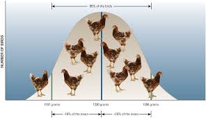 Weekly Chicken Growth Chart Farm Animal Growth Chart Hen And