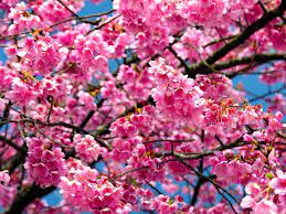 Pin Oleh Bill Groen Di Art Bunga Mekar Bunga Sakura
