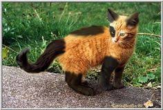 We also have cats and kittens in the adoption center in the petsmart in morganton nc every two weeks for two weeks. 100 Cats Ideas Cats Polydactyl Cat Animals