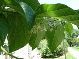 Image result for Alangium chinense