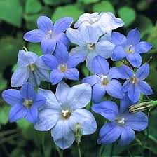 Image result for Wahlenbergia undulata