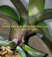 Orchid 44 With A Keiki And What Could Be A Root Or Spike Growing Right On Top Of It I Won T Know Until It Emerges Out Furt Orchids Yellow Flowers Green Thumb