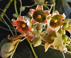 Image result for Brachychiton populneus