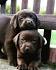 Labrador Retriever For Sale in Cleveland, Ohio - Hoobly ...