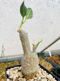 Image result for Fockea multiflora