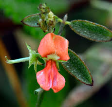 Image result for Indigofera trita