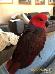 The eclectus parrot is the most sexually dimorphic of all the parrot species. Hand Raised Eclectus Parrot Female For Sale Sydney