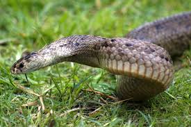 It seems to match the description of a dugite (pseudonaja affinis) which is closely related to the brown snake but it's. Venomous Australian Snakes By Region Living With Wildlife