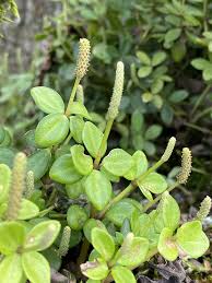 Image result for Peperomia tetraphylla