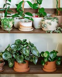 Image result for Peperomia molleri