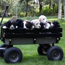 We did not find results for: Australian Labradoodle Puppies For Sale In Spokane Wa Parti Colored Blue Star Labradoodles