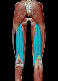 Skeletal muscle derives its name from the fact that these muscles always connect to the skeleton in at least one place. Learn Muscle Anatomy Common Sports Injuries 101