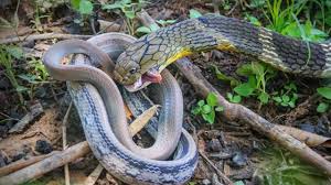 Ular sawa makan orang kena tangkap. 6 Makanan Ular Kobra Yang Bisa Diberikan Arenahewan Com