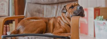 It also has a moderate protein level (22% of calories) and a low fiber at 5% maximum on the guaranteed analysis. Can Dogs With Pancreatitis Eat Carrots Barking Chef