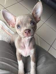 8 Chihuahua Dog Breeds That Will Melt Your Heart Chihuahua Breeds Baby Animals Chihuahua Puppies
