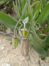 Image result for Ornithoglossum viride