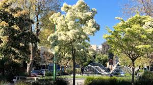 They're arming scientists with invaluable ocean data, creating financial tools for freelancers, opening doors into tech for underrepresented communities and building digital home infrastructure for the renewable revolution. San Francisco S South Park A Brief History Curbed Sf