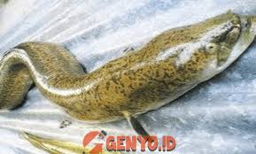 Entdecke rezepte, einrichtungsideen, stilinterpretationen und andere ideen zum ausprobieren. Umpan Ikan Sidat Paling Jitu Dan Ampuh Genyo Id