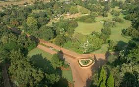 Image result for Ochna pretoriensis