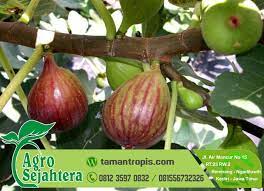 Secara umum pengertian bibit tanaman atau benih adalah jenis varietas tanaman yang di anggap bagus dengan criteria tertentu untuk di tanam serta bisa menghasilkan. Jual Bibit Buah Tin Jogja