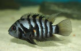 The Ultimate Convict Cichlid Care Guide Fish Keeping Advice