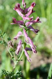 Image result for Fumariaceae