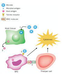 Vaccination And Autoimmune Disease What Is The Evidence The Lancet