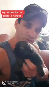 Dog Drags Tongue Across Forehead