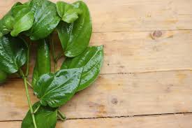 Sebaiknya air daun sirih diminum malam hari menjelang tidur sehingga efeknya lebih baik. Daun Sirih Untuk Obat Mata Apakah Aman Hello Sehat