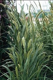 Image result for Setaria nigrirostris