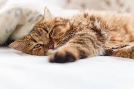 Cat Vomiting Blood What To Do Catster