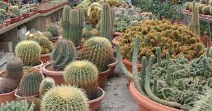 I don't have a garbage disposal. Cactus Fertilizer Tips For Feeding Your Cactus Plants