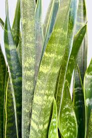 Image result for Sansevieria dawei