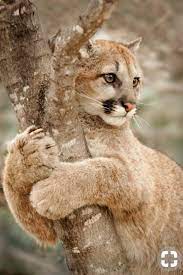 Pin By Cyndi Lyles On Big Cats Small Wild Cats Animals Animals Wild