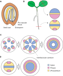 Plant cells are eukaryotic cells present in green plants, photosynthetic eukaryotes of the kingdom plantae. Plant Vascular Development Mechanisms And Environmental Regulation Springerlink