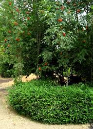 Image result for Nesaea ramosa