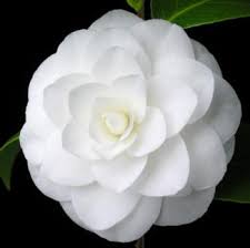 Camelia Japonica Nuccio S Gem Ou Camellia Blanc Double Nuccios Gem Pot 4 Litres 30 50cm Jardiplante Fleurs Blanches Offrir Des Fleurs Fleur Japonaise