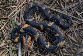 Image result for Hydrops triangularis